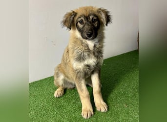 Bildhübsches Welpenmädchen Bibbi