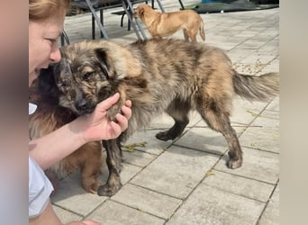 Ronja – kleine Kämpferin sucht ihr Happy End