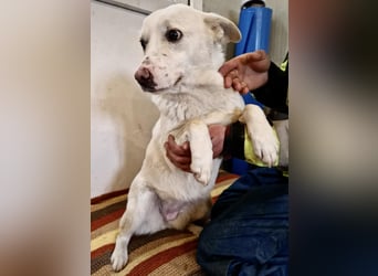 Dankbare, sanfte Blanche