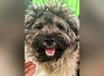 Coco (ehem. Joy) – fröhliche Junghündin sucht aktive Menschen