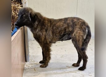 Sanfte Pfötchengeberin Yuki