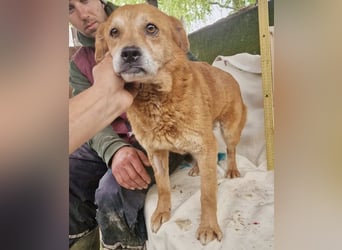 Loke – treuer Begleiter hat alles verloren und sucht einen Neuanfang