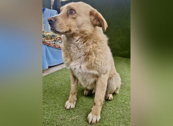 Trauriger Hugo sucht seine Familie