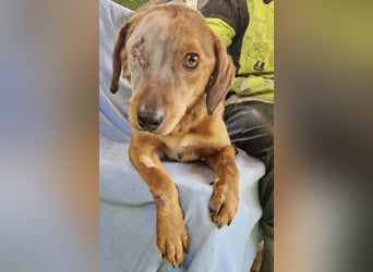 Tapfere Poppy sucht ihr Glück