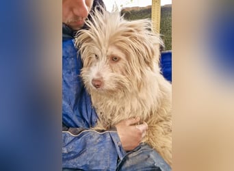 Todtrauriger Boomer auf der Suche nach Glück