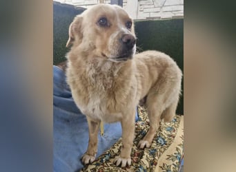 Trauriger Hugo sucht seine Familie