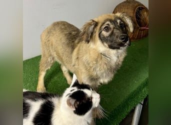 Bildhübsches Welpenmädchen Bibbi