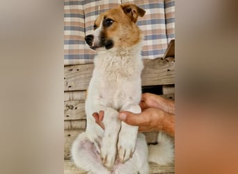 Sanfte Trixi sucht ihre Menschen