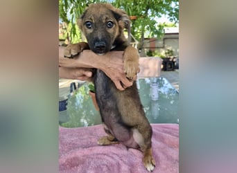 Mogli – kleines Wunder sucht seine Familie