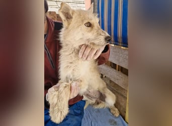 Mara, Schönheit mit zweifarbigem Blick