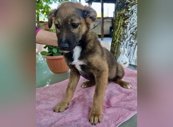 Mogli – kleines Wunder sucht seine Familie