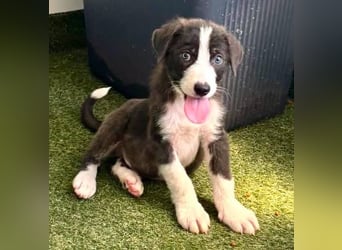 Kleiner Herzenshund Figo sucht seine Familie