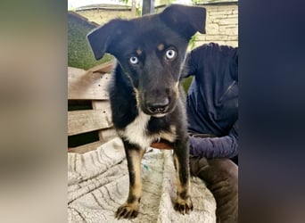 Bobby – junger Hundebub sucht liebevolle Menschen