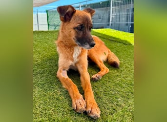 Sanfte Karla sucht ein liebevolles Zuhause