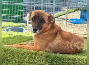 Sanfte Karla sucht ein liebevolles Zuhause