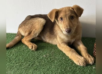 Bildhübsches Welpenmädchen Lumi