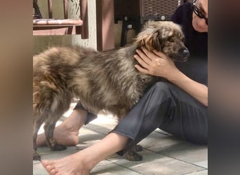Ronja – kleine Kämpferin sucht ihr Happy End