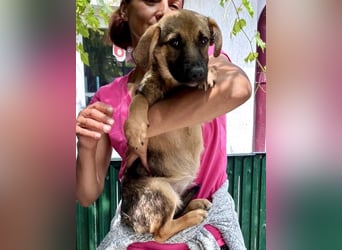 Sky – kleines Welpenmädchen sucht ihr Glück