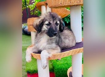 Finy, kleiner Herzensjunge sucht sein Zuhause.