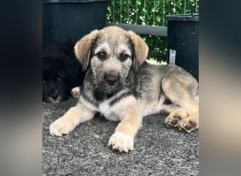 Luke – kleiner Überlebenskünstler sucht sein Glück