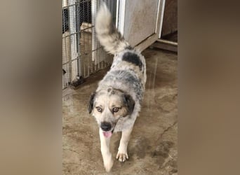 Schmusiger, verspielter Cisco