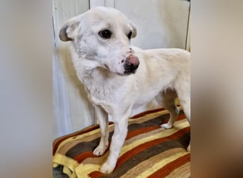 Dankbare, sanfte Blanche