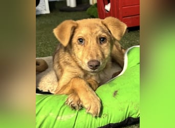 Bildhübsches Welpenmädchen Lumi