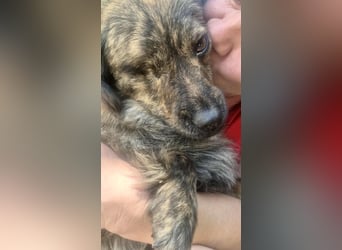 Ronja – kleine Kämpferin sucht ihr Happy End