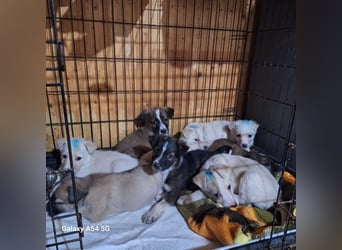 Welpenjunge 273741 möchte gerne zu DIR reisen