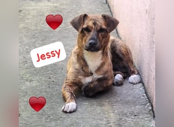 Jessy 50cm, möchte Rumänien schnell verlassen