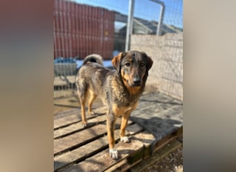 AMY, liebes Leckermäulchen, 2 Jahre, 45 cm, Mischling, Tierschutz Rumänien