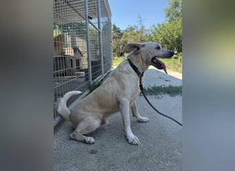 Pepe sucht großes Glück