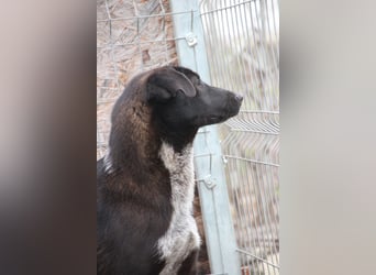 ⭐️SMOKY⭐️, sportlicher Rüde, 1 Jahr, 46 cm, Mischling, Tierschutz