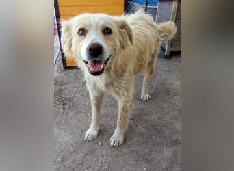 FINCHEN, Herz aus Gold, 5 Jahre, 45 cm, Mischlingshündin, Tierschutz Rumänien
