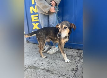 Akela sucht einen Gnadenplatz