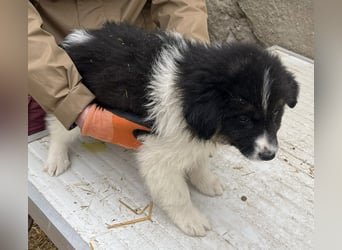 SARINA, Schmuse-Welpin, 3 Monate, 28 cm, Mischlingsmädchen, Tierschutz Rumänien