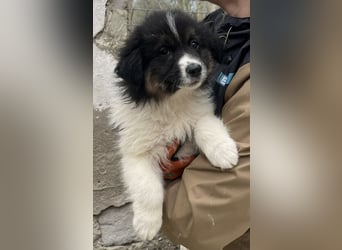 SARINA, Schmuse-Welpin, 3 Monate, 28 cm, Mischlingsmädchen, Tierschutz Rumänien