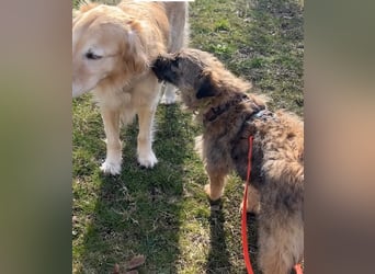 HEARTY, zuckersüßes Spielkind, 1 Jahr, 41 cm, Mischlingsmädchen, Tierschutz Rumänien