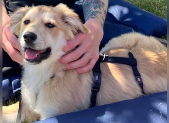 KORBEL, schlauer Schatz, 5 Monate, 41 cm, Mischlingsjunge, Pflegestelle 51503, Tierschutz Rumänien