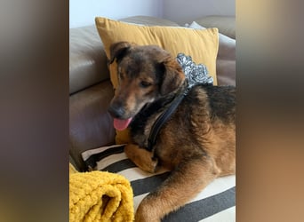 XORO, charmanter Goldschatz, 1,5 Jahre, 50 cm, Mischling, Tierschutz, Pflegestelle Hennef