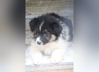 SARINA, Schmuse-Welpin, 3 Monate, 28 cm, Mischlingsmädchen, Tierschutz Rumänien