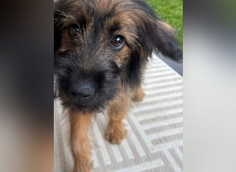 URSULET, süßer Frechdachs, 5 Monate, 28 cm, Pflegestelle Düsseldorf, Tierschutz Rumänien