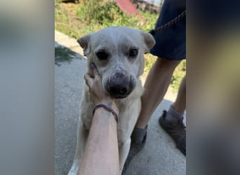 Pepe sucht großes Glück