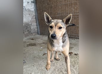 ⭐️ORFI⭐️, reizender Hundejunge, 2 Jahre, 42 cm, Mischling, Tierschutz Rumänien