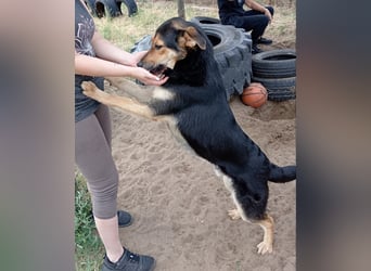 Kerubin, toller Hundemann