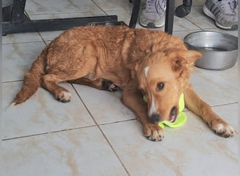 Junghund Zorel sucht sein Glück auf vier Pfoten