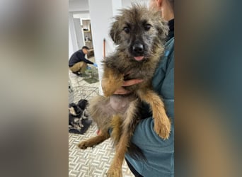 ⭐️Hearty⭐️, Herzensbrecherin, Hündin, 11 Monate, 38 cm, Mischling, Tierschutz