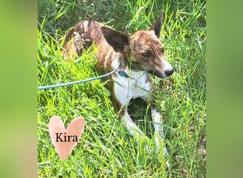 Kira sucht ihr Glück