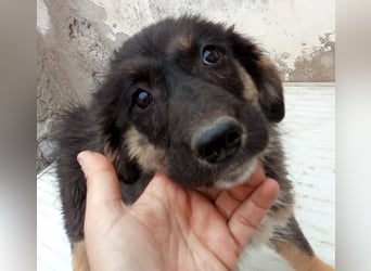 STELUTA, süßes Leckermäulchen, 3 Monate, 27 cm, Mischlingsmädchen, Tierschutz Rumänien