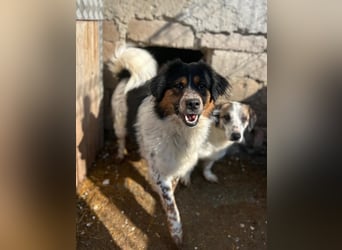 ⭐️OREO⭐️, Rüde, 4 Jahre, 43 cm, Mischling, Tierschutz